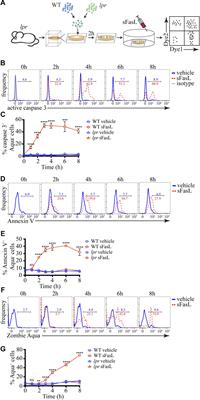 Examination of Fas-Induced Apoptosis of Murine Thymocytes in Thymic Tissue Slices Reveals That Fas Is Dispensable for Negative Selection